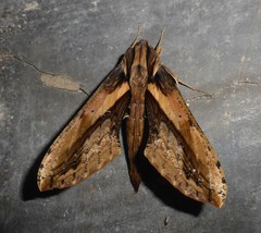 Xylophanes ceratomioides