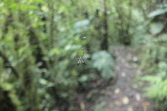 Micrathena raimondi