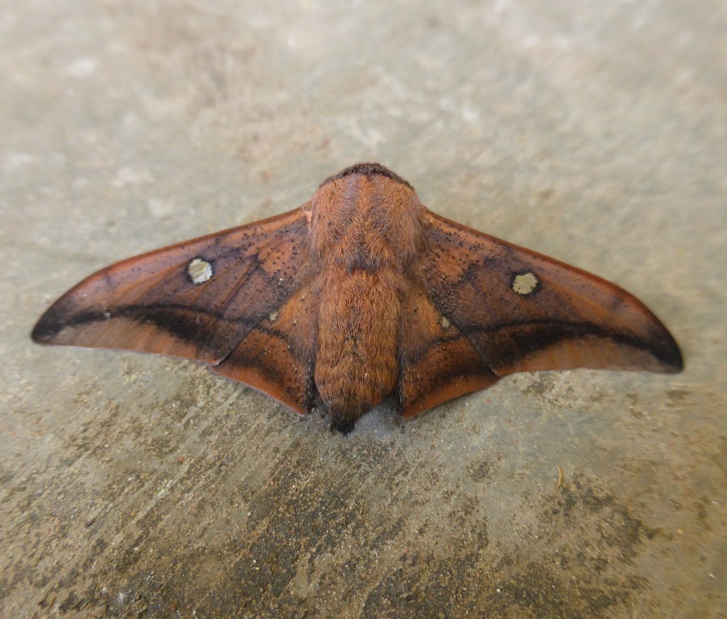 Isoscella andina