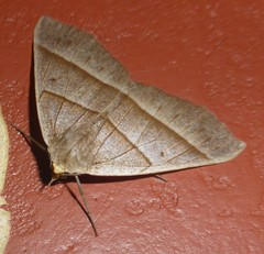 Cosmophyga privataria
