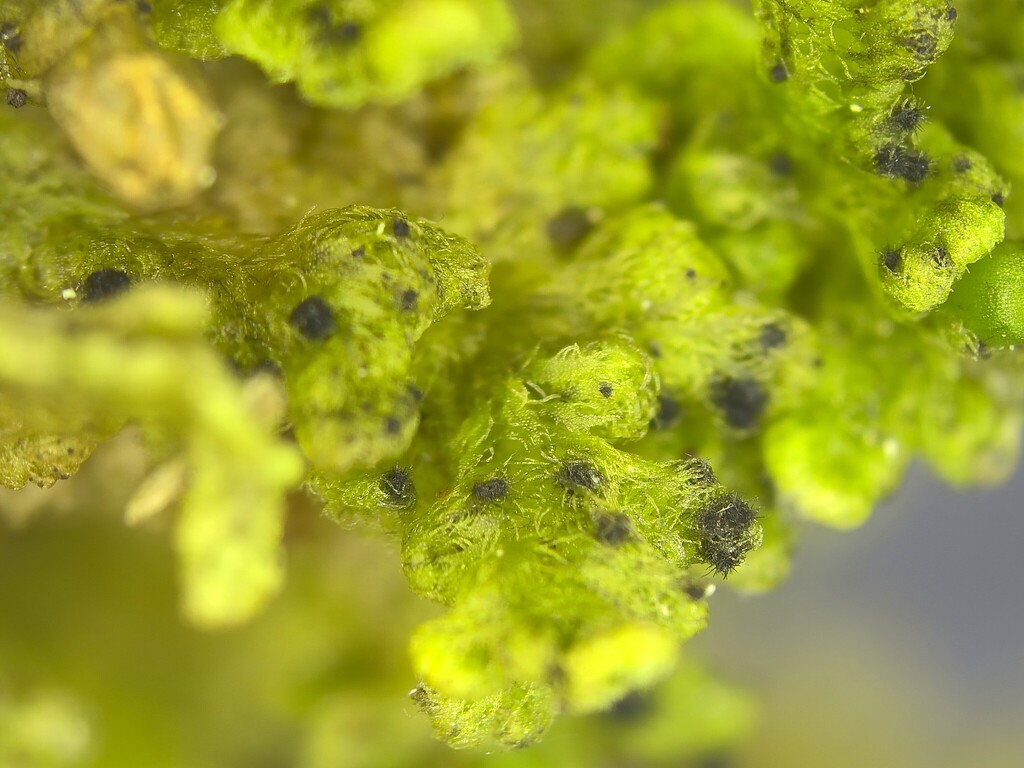 Parodiopsidaceae