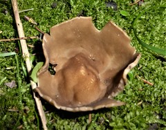 Helvella acetabulum