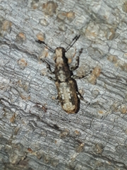 Ptychoderes rugicollis