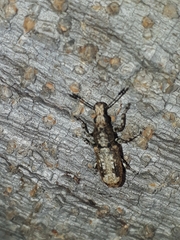 Ptychoderes rugicollis