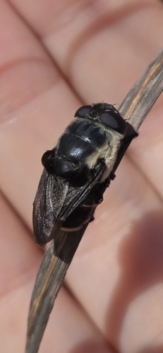 Unknown species found near Franklin County, US-OH, US