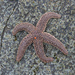 Forbes's Sea Star - Photo (c) Casey Dunn, some rights reserved (CC BY-NC-SA)
