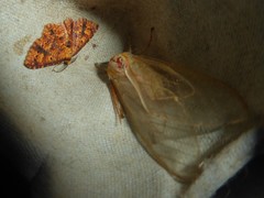 Amastus rubridorsata