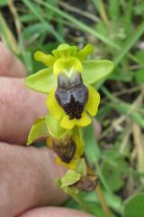 Ophrys sicula