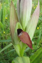 Serapias cordigera