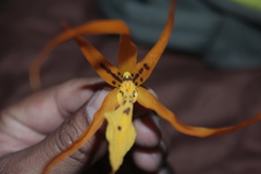 Brassia