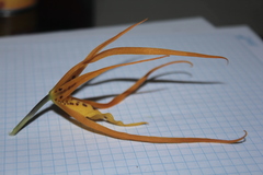 Brassia