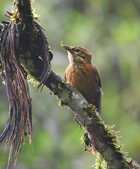 Anabacerthia variegaticeps