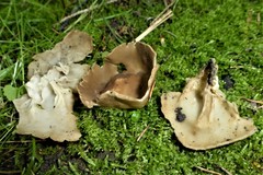 Helvella acetabulum