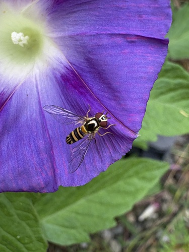 Unknown species found near Fairfield County, US-CT, US