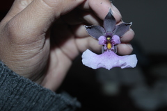 Caucaea