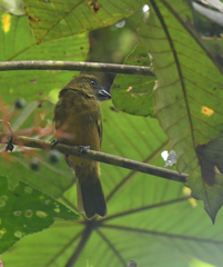 Chlorothraupis stolzmanni