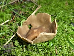 Helvella acetabulum