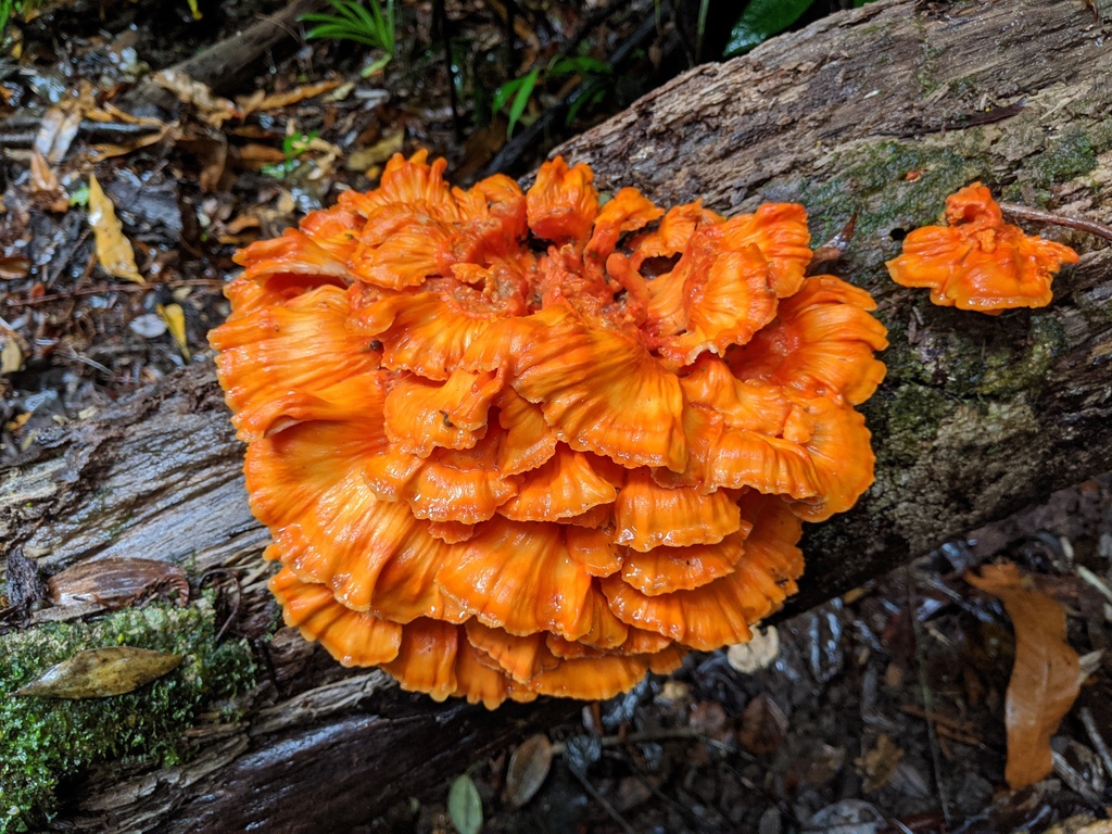 Laetiporus versisporus