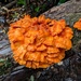 Laetiporus versisporus - Photo (c) hbexplore, some rights reserved (CC BY-NC), uploaded by hbexplore