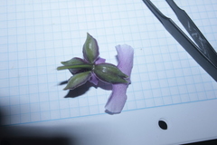 Caucaea