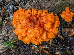 Laetiporus versisporus