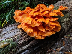 Laetiporus versisporus