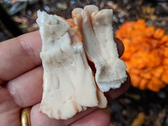 Laetiporus versisporus