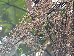 Chlorophonia flavirostris