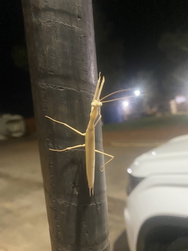 Eight-spot Mantis