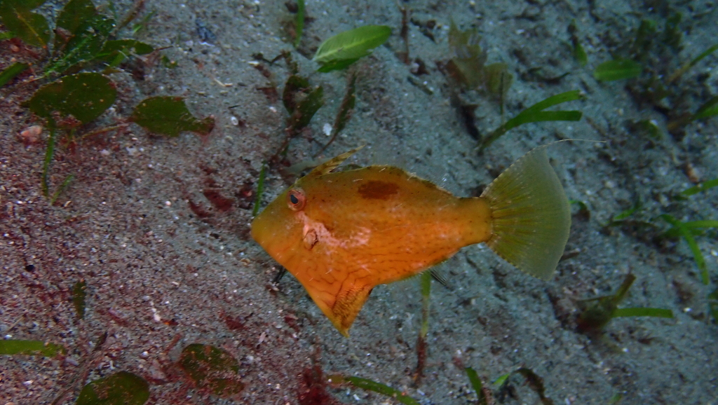 Shortsnout filefish (Paramonacanthus curtorhynchos) — Monacanthidae