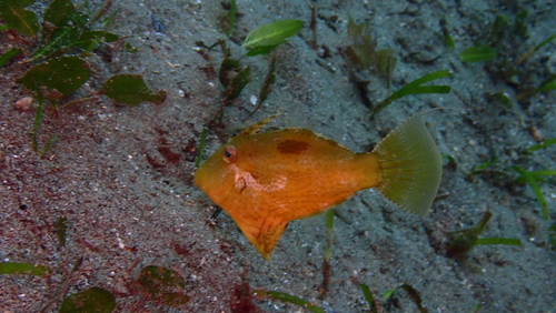 Shortsnout filefish (Paramonacanthus curtorhynchos) — Monacanthidae