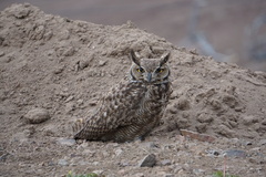 Bubo virginianus magellanicus
