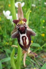 Ophrys cretica