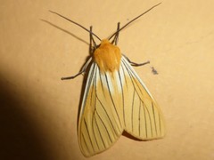 Pseudischnocampa striata