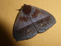 Janiodes ecuadorensis