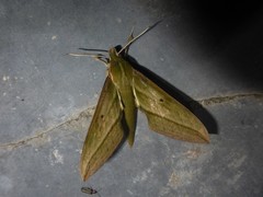 Xylophanes alexandrei