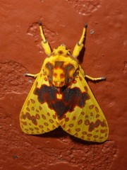 Amaxia pulchra