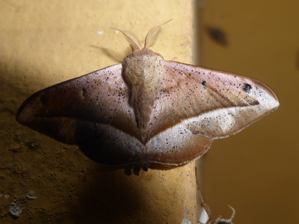 Druentica imperita