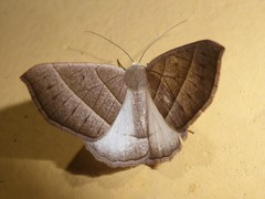 Cosmophyga privataria