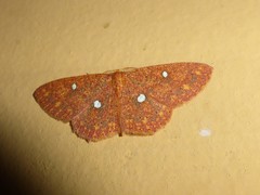 Cyclophora aurantiata