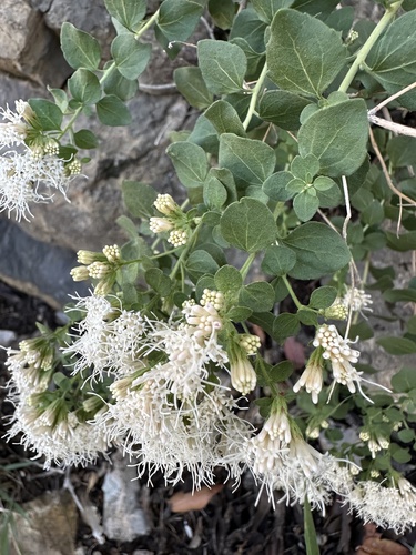 Wright's Snakeroot