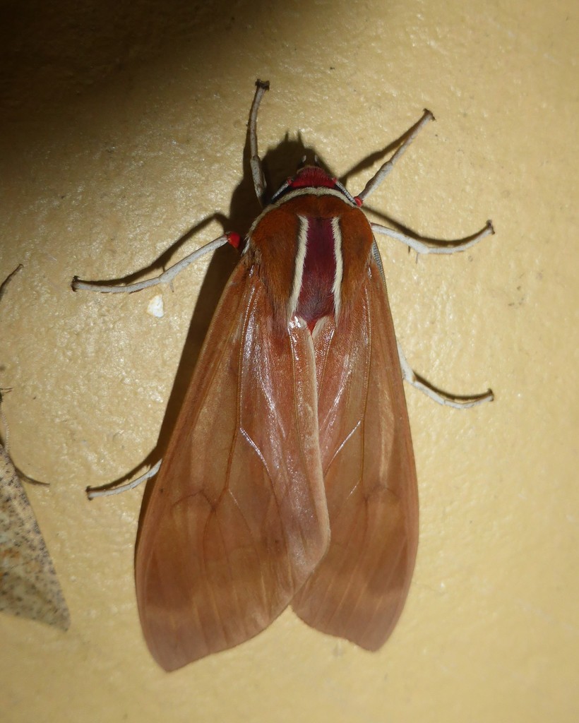 Amastus supersimilis