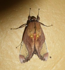Bertholdia flavidorsata