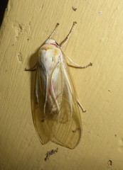 Amastus rubridorsata