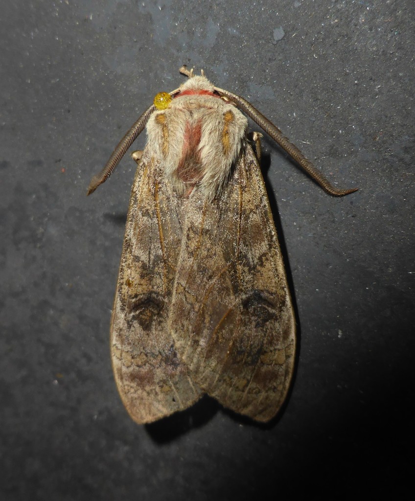 Amastus suffusa