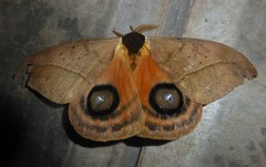 Automeris micheneri