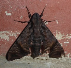 Nyceryx hyposticta