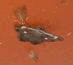 Feigeria claricostata