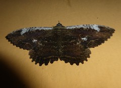 Feigeria claricostata