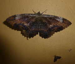 Feigeria claricostata